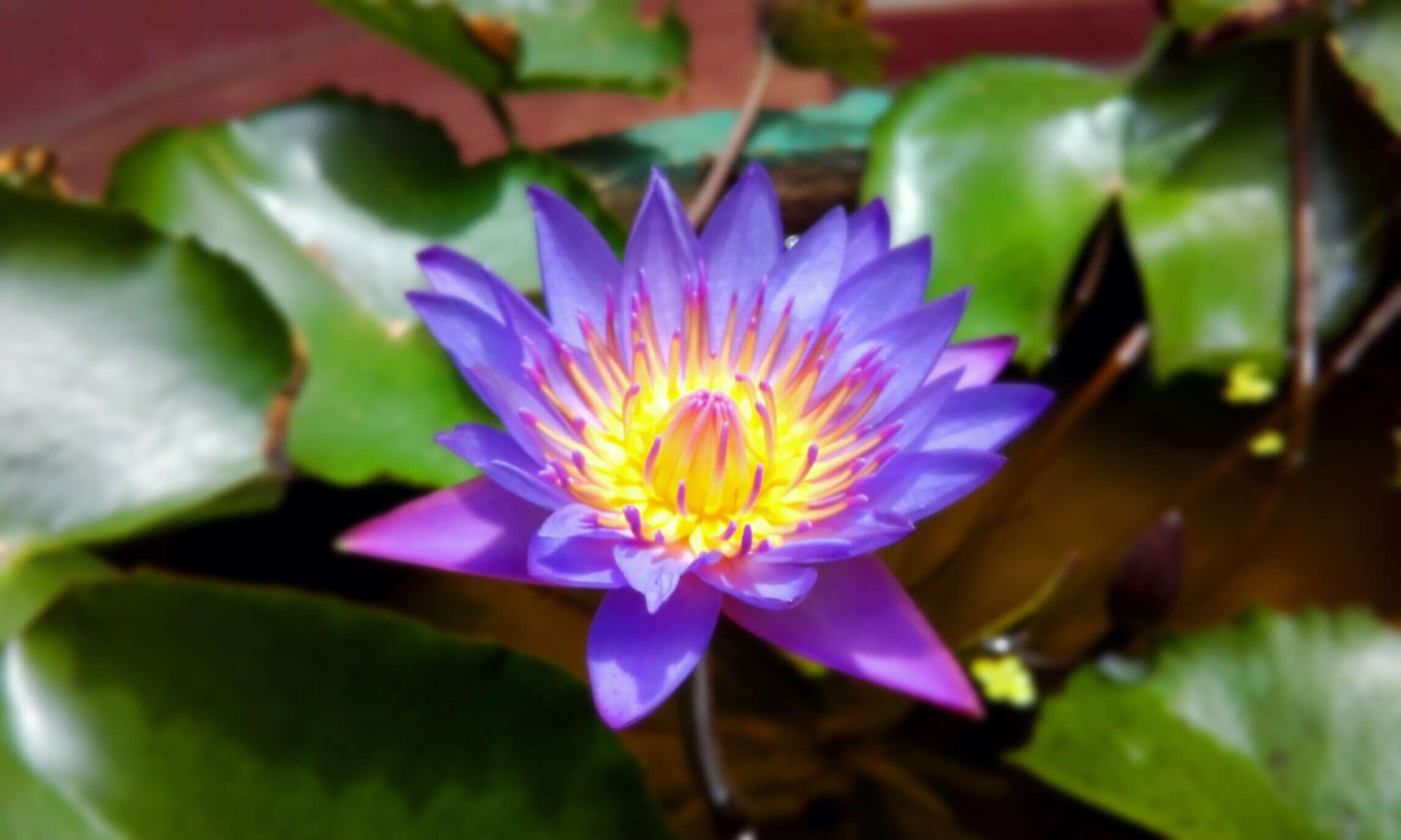 Image of Cape Blue Water-Lily