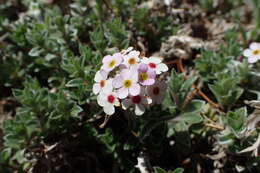 Image of Androsace lanuginosa Wall.