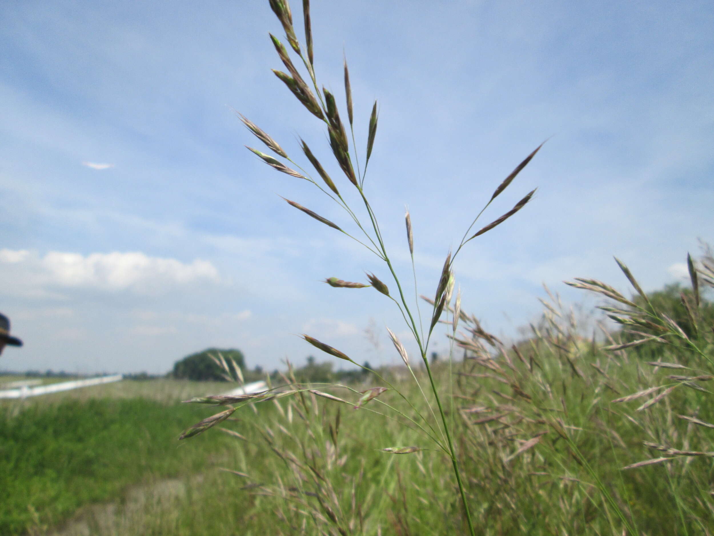 Image of erect brome