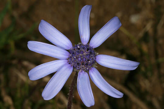 Image of Felicia heterophylla (Cass.) Grau