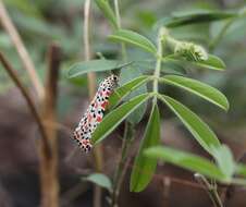 Image of crimson speckled