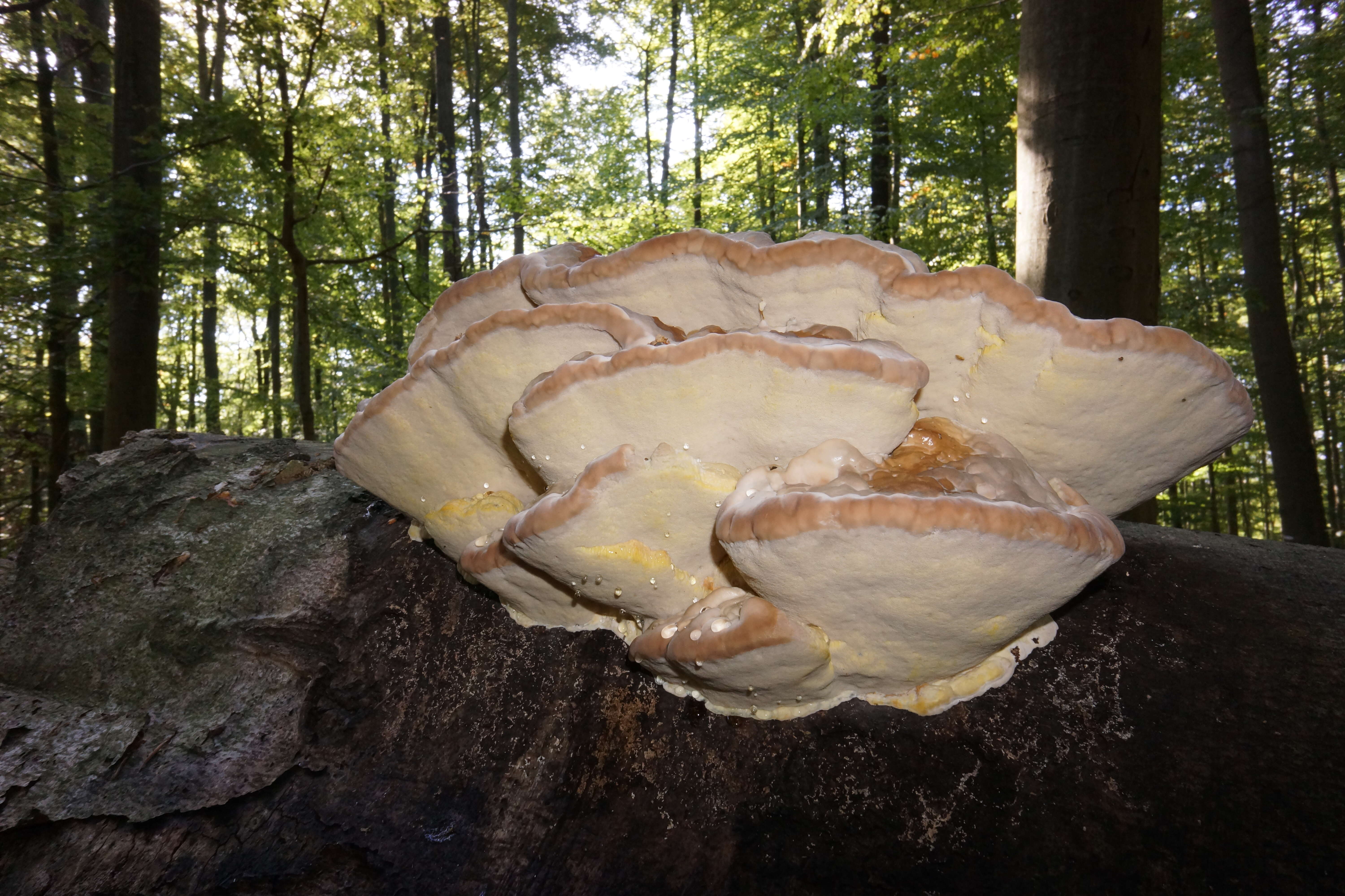 Image of Bracket Fungus