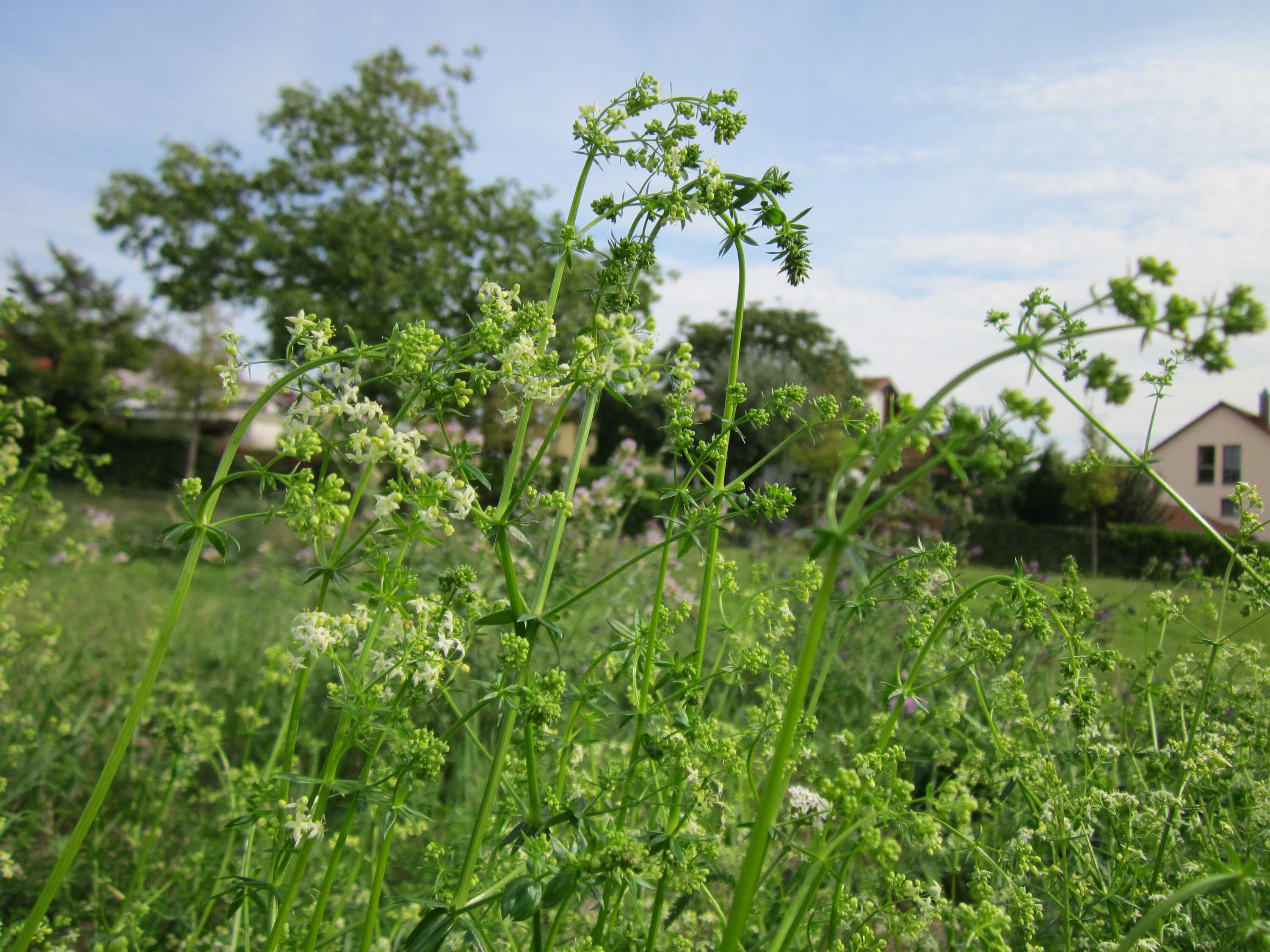 Image of White bedstraw