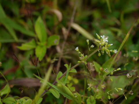 Image of sticky chickweed