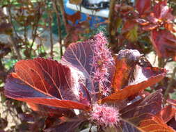 Image de Acalypha wilkesiana Müll. Arg.