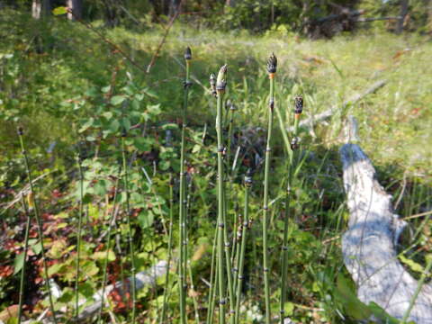 Image of Water Horsetail