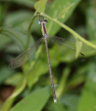 Image of Lestes patricia Fraser 1924