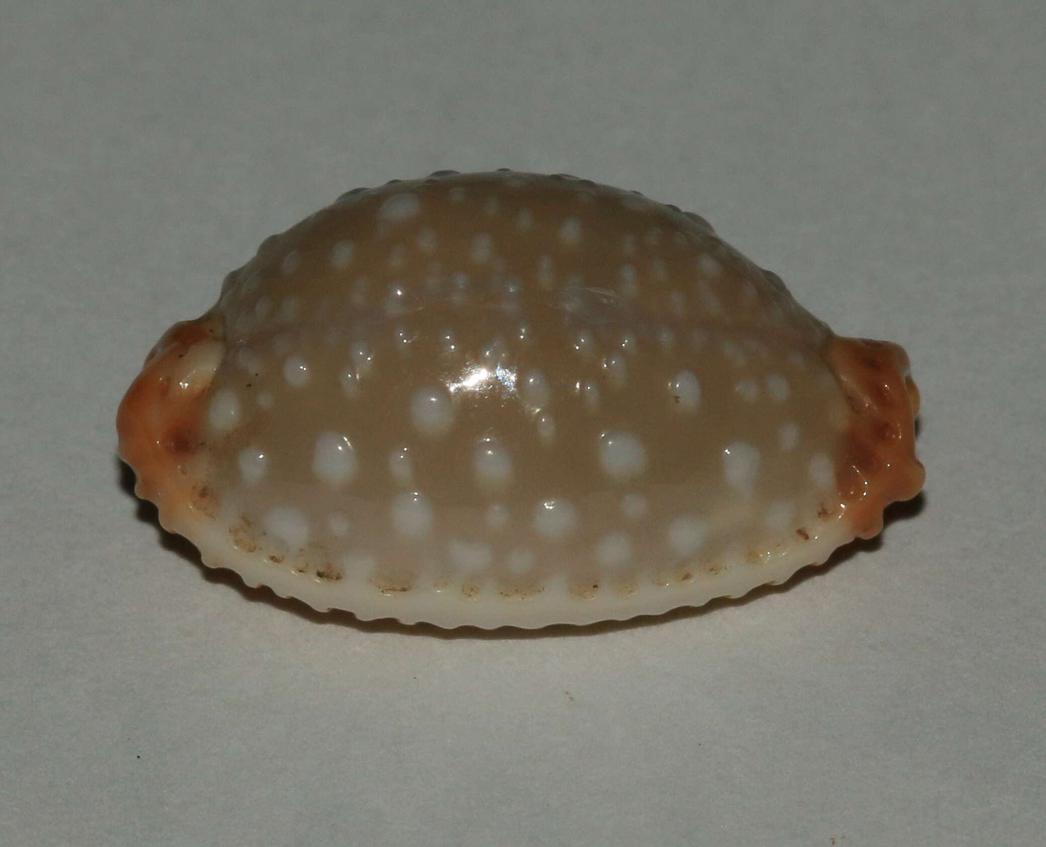 Слика од Staphylaea limacina (Lamarck 1810)