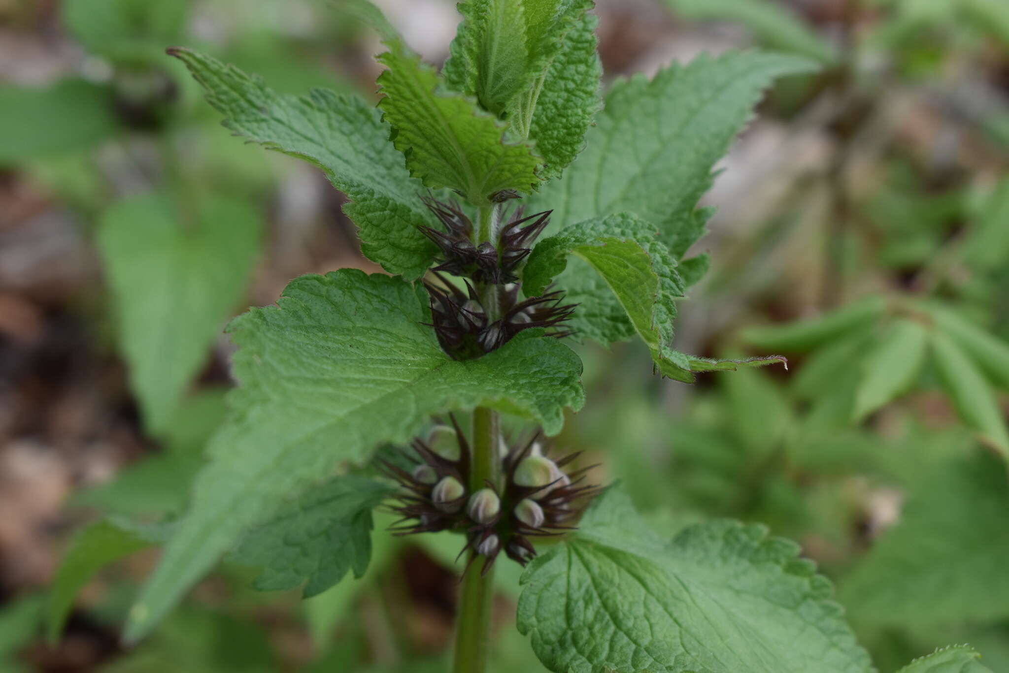 Image of white deadnettle