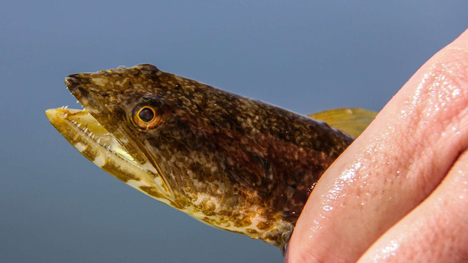 Image of Inshore Lizardfish