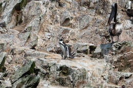 Image of Peruvian Pelican