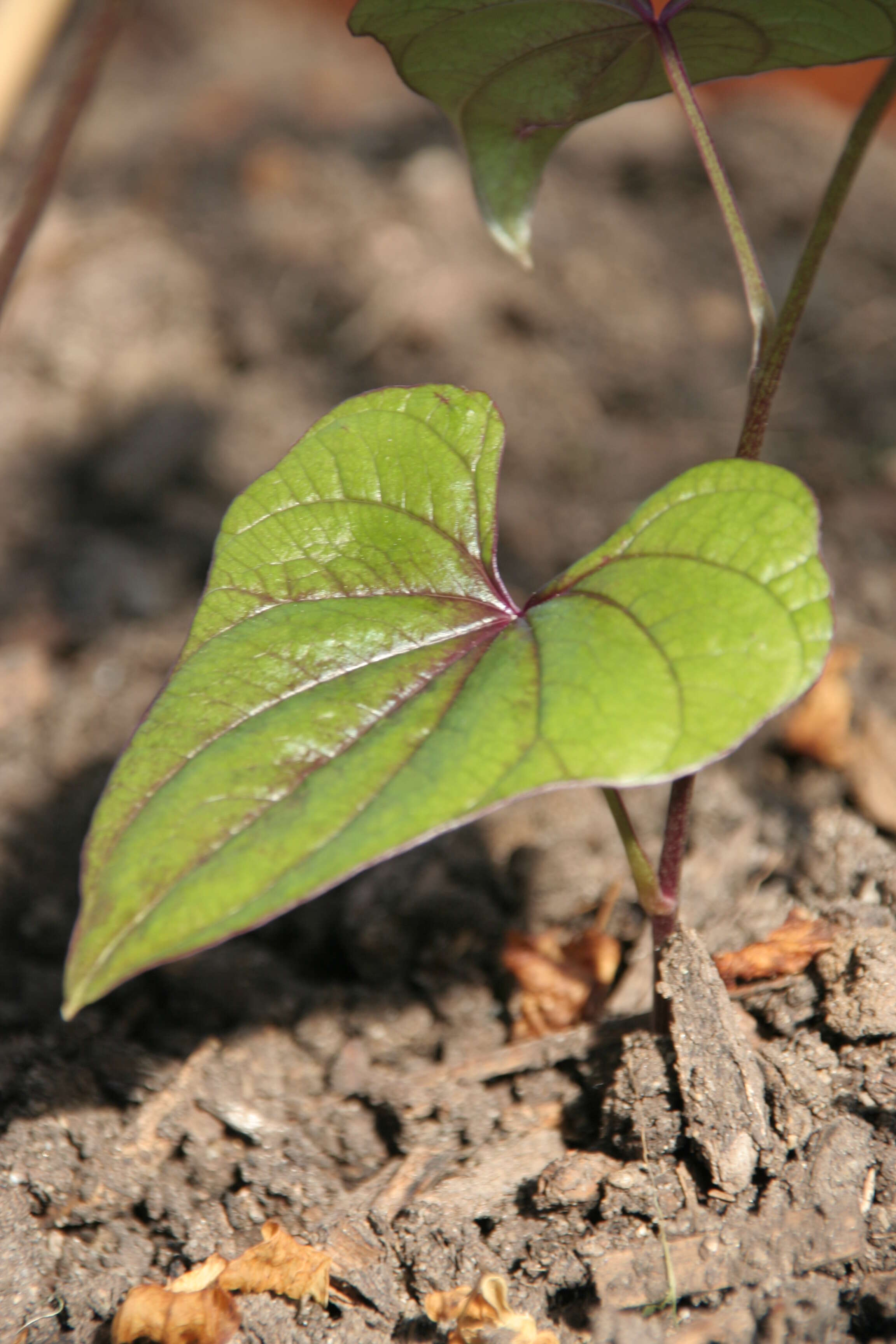 Image of Chinese yam