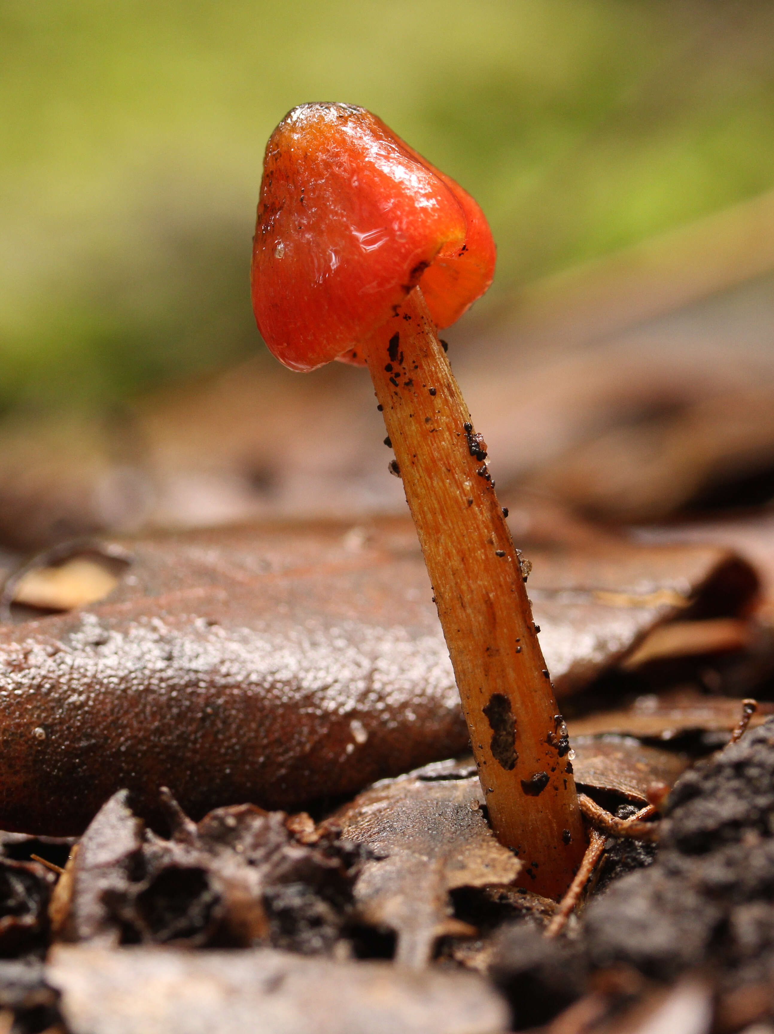 Image de Hygrocybe astatogala R. Heim ex Heinem. 1963