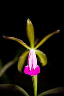 Imagem de Cattleya dormaniana (Rchb. fil.) Rchb. fil.