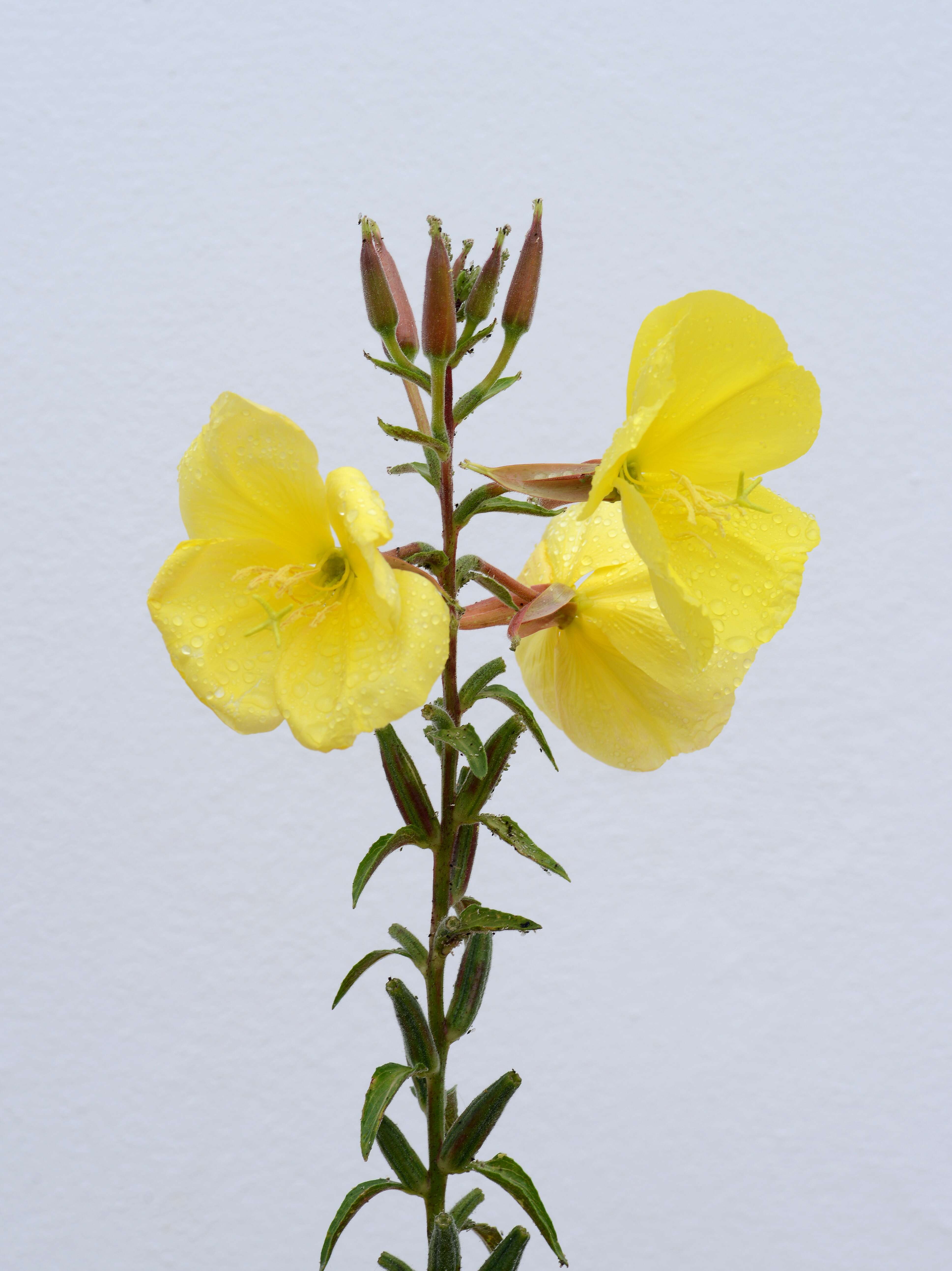 Imagem de Oenothera biennis L.