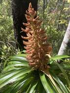 Image of Dracophyllum traversii Hook. fil.