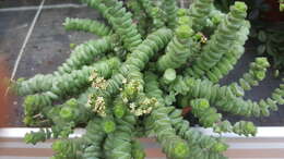 Image of Concertina plant