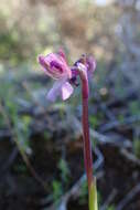 Image of Anacamptis morio subsp. syriaca (E. G. Camus) H. Kretzschmar, Eccarius & H. Dietr.