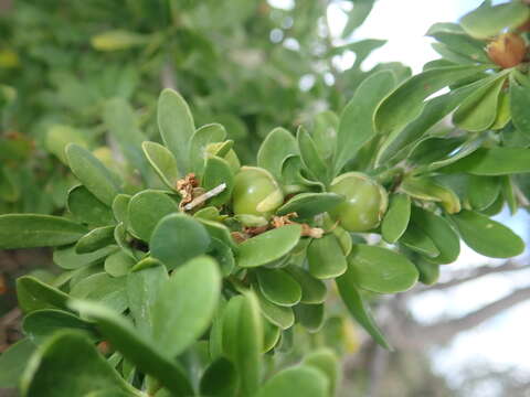 Image of African boxthorn