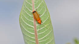 Image of Rhagonycha fulva