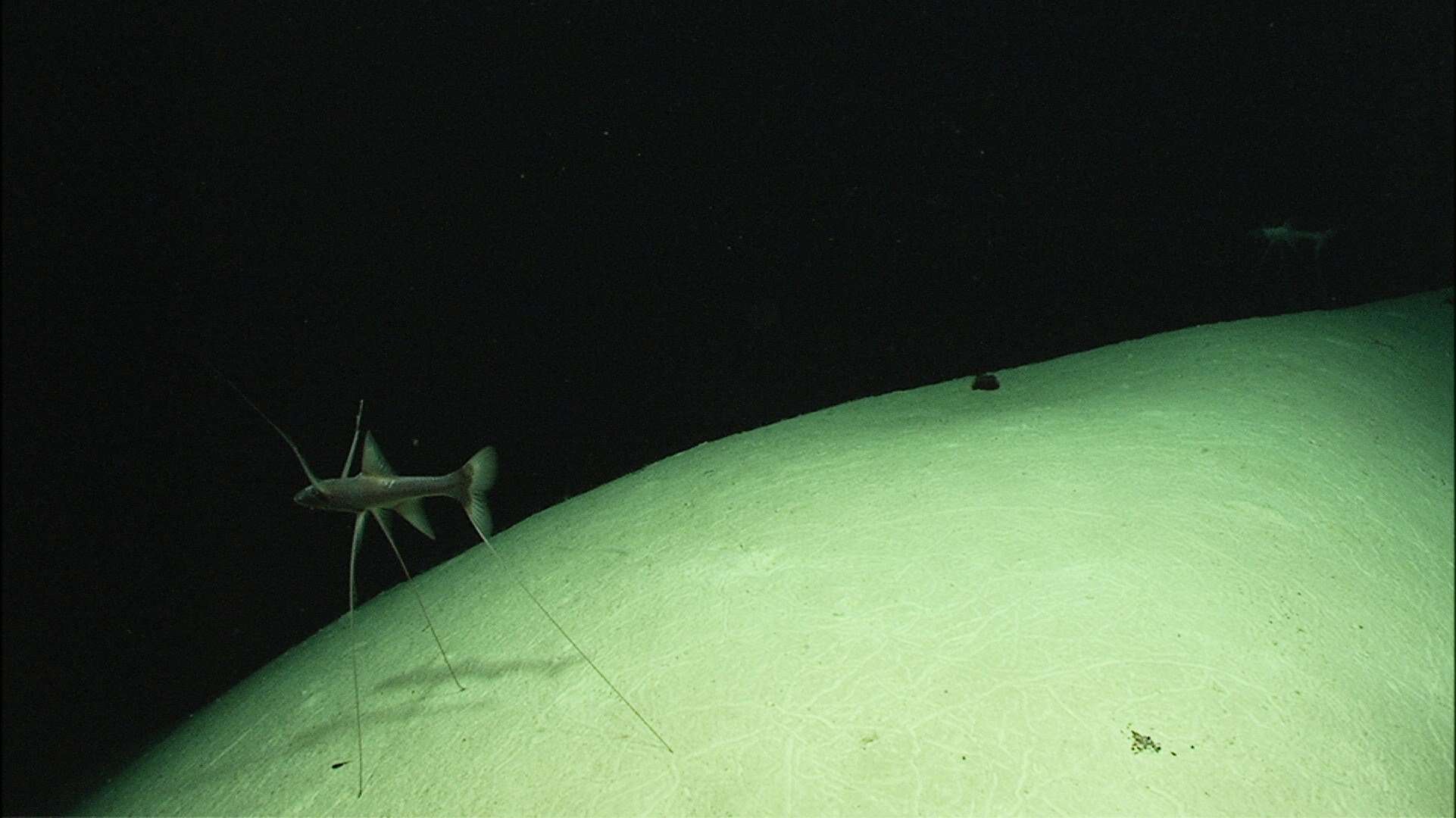 Image of spiderfishes