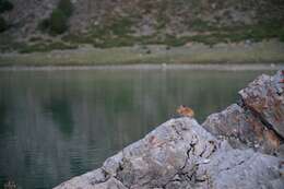 Image of Turkestan Red Pika