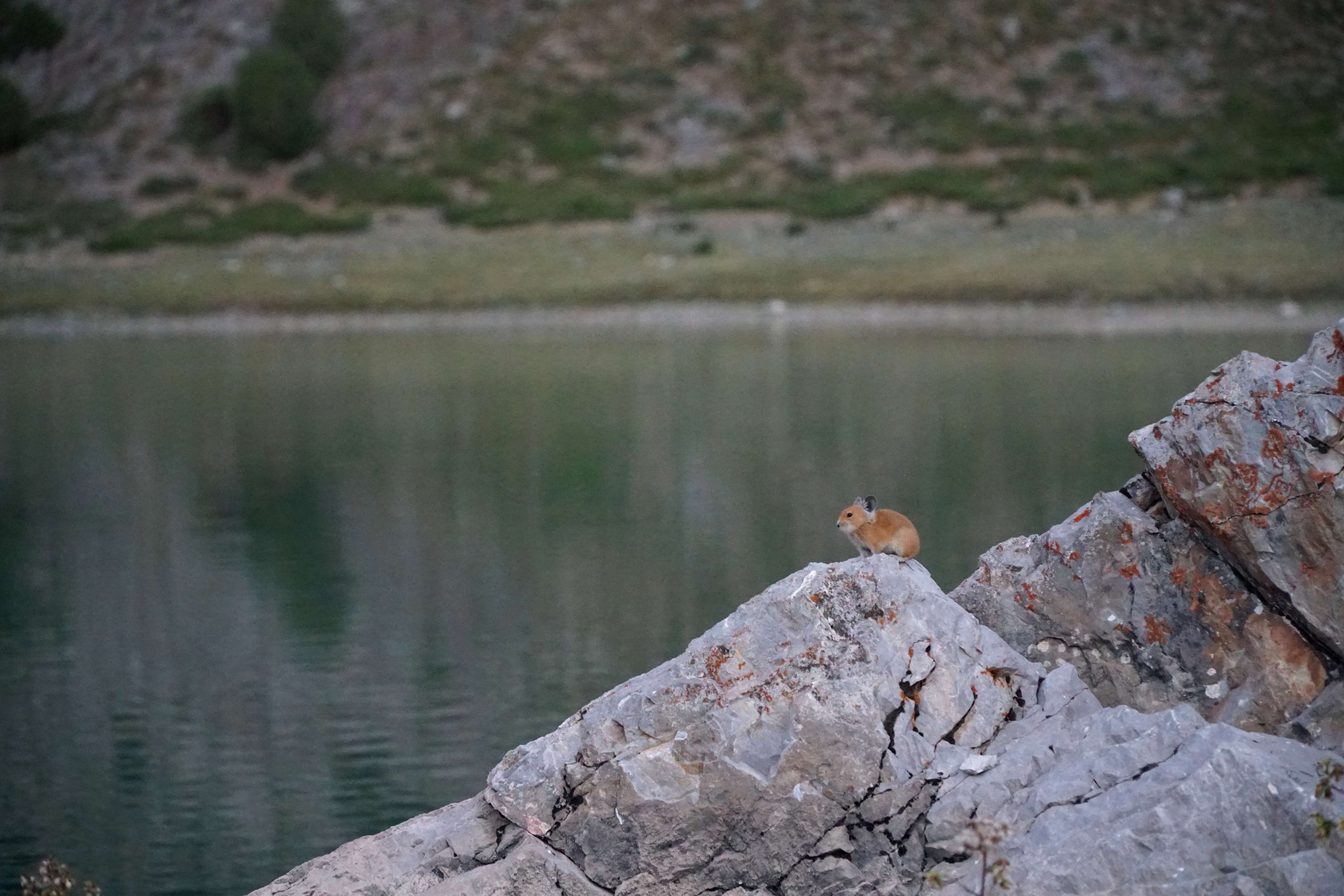 Image of Turkestan Red Pika