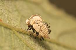 Image of treehoppers