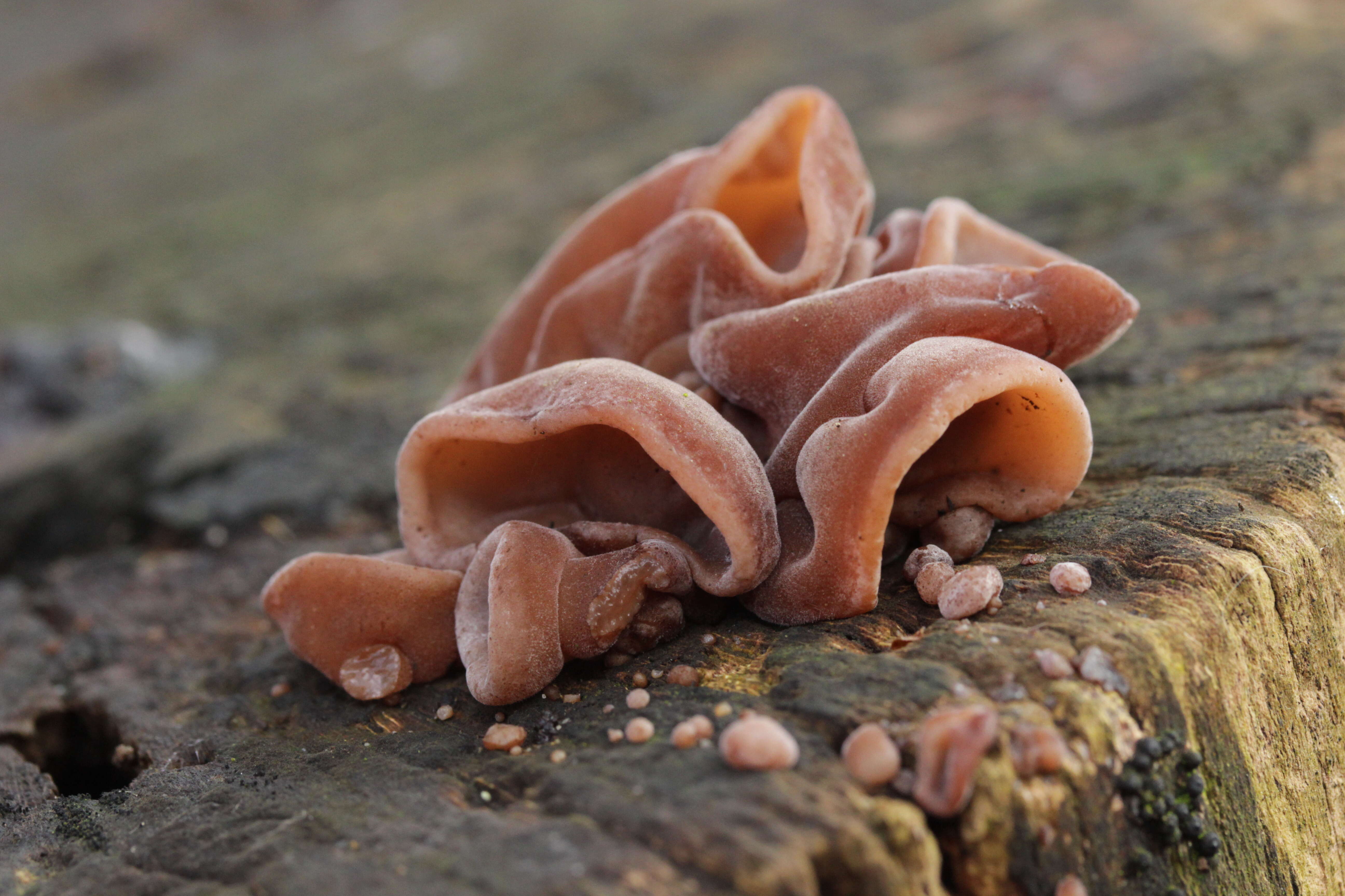 Image of ear fungus