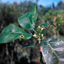 Plancia ëd Acronychia acuminata T. G. Hartley