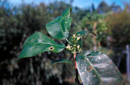 Acronychia acuminata T. G. Hartley resmi