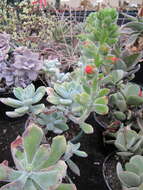 Image of echeveria