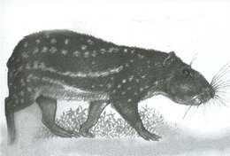 Image de Cuniculus taczanowskii (Stolzmann 1865)