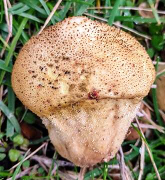 Imagem de Lycoperdon perlatum Pers. 1796