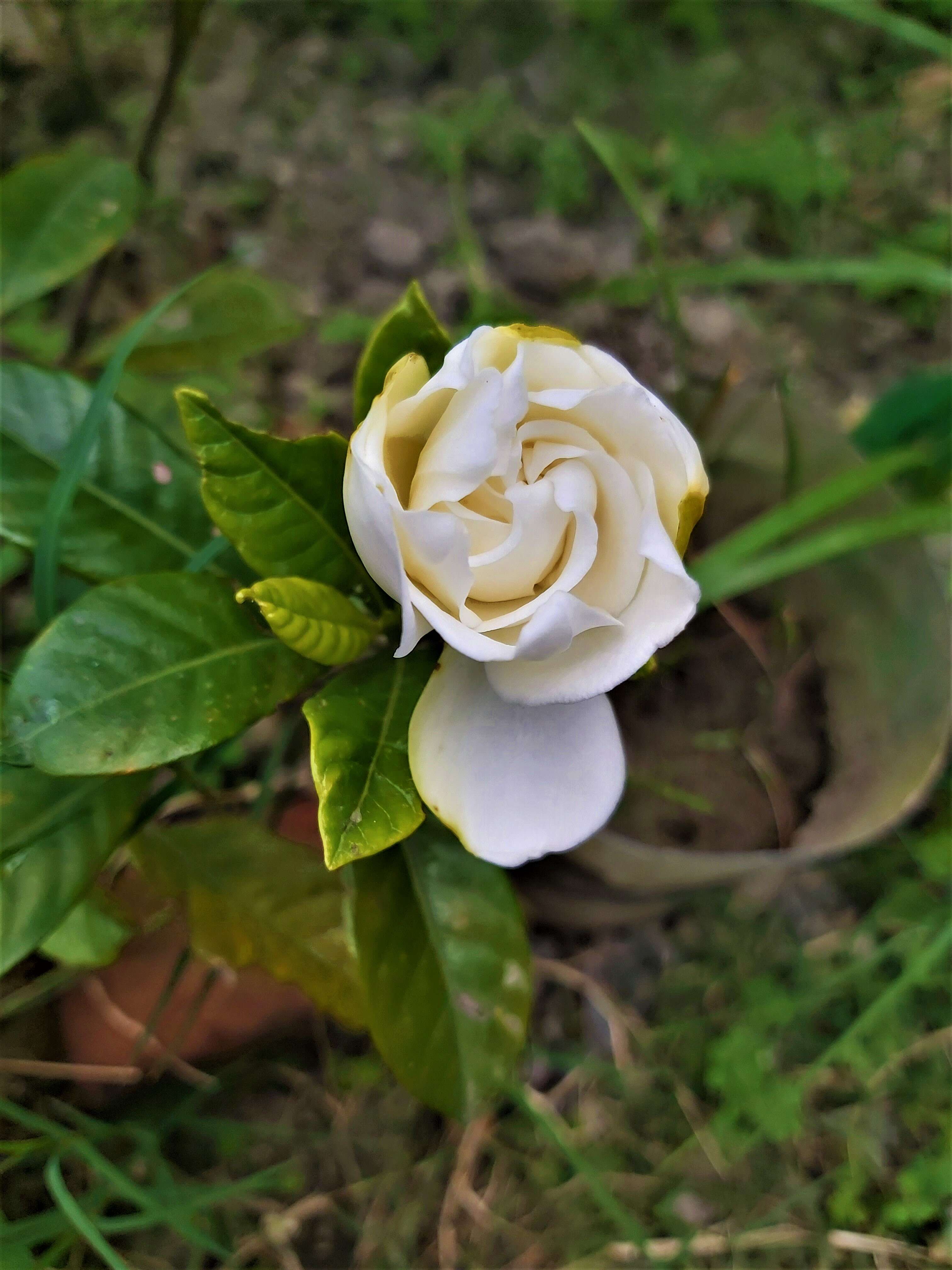 Image of Cape jasmine