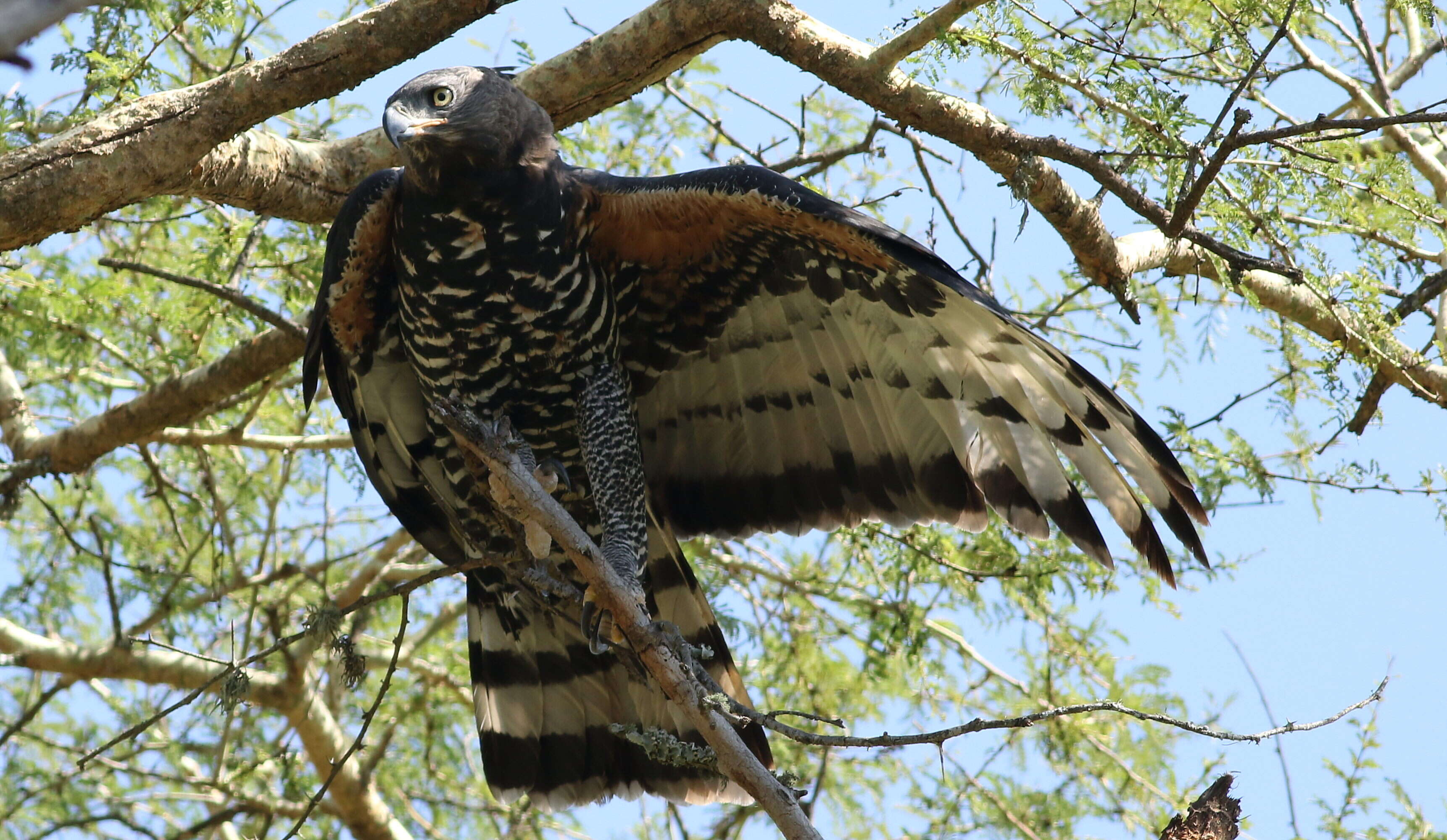 Image of Stephanoaetus Sclater & WL 1922