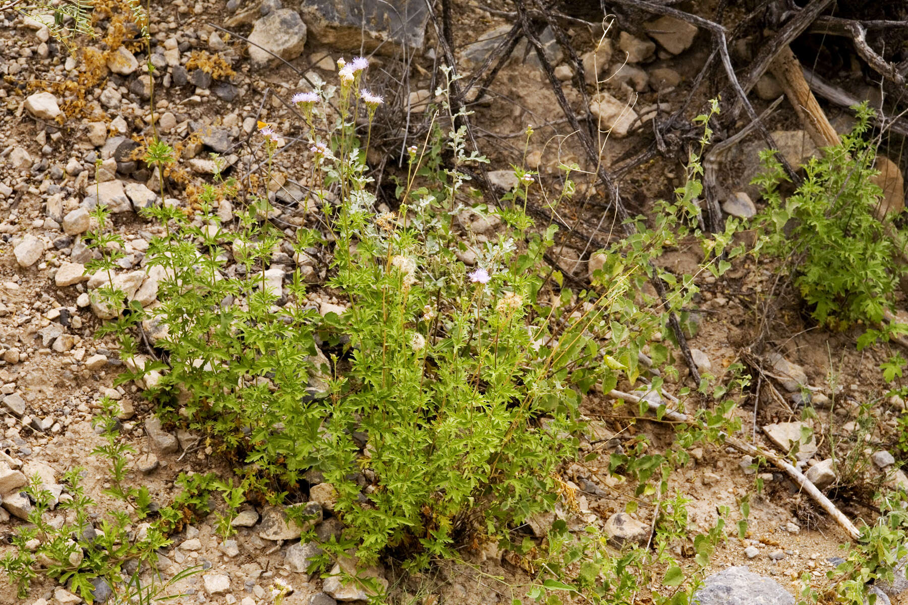 Image of Pinked Mistflower