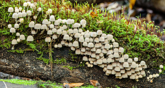 Image of Trooping Inkcaps