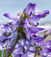 صورة Astragalus alpinus L.