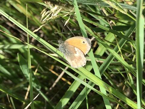 Image of small heath