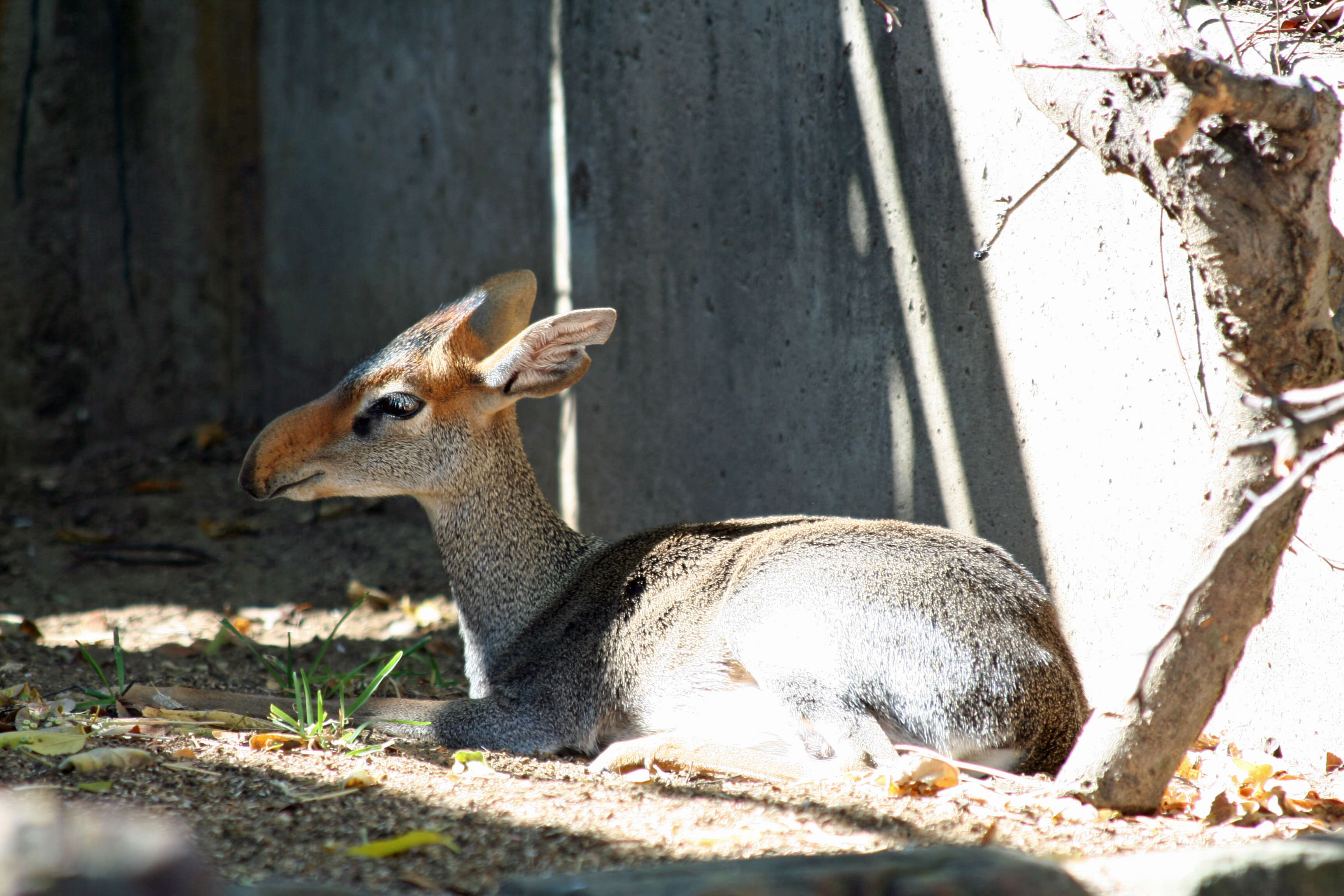 Image of Guenther's Dik-dik