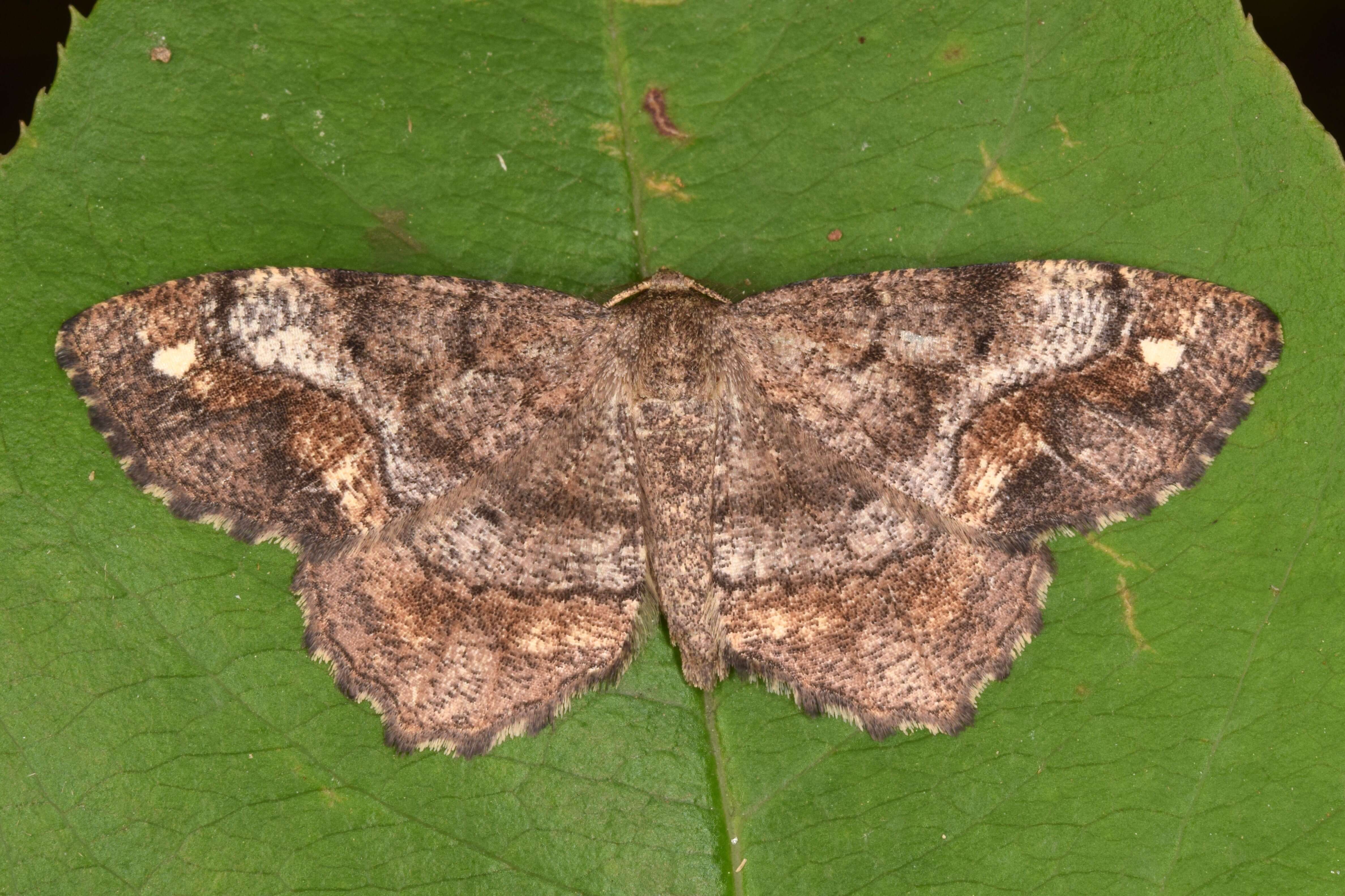 Imagem de Hypagyrtis unipunctata Haworth 1809