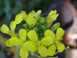 Image of Erucastrum nasturtiifolium (Poir.) O. E. Schulz