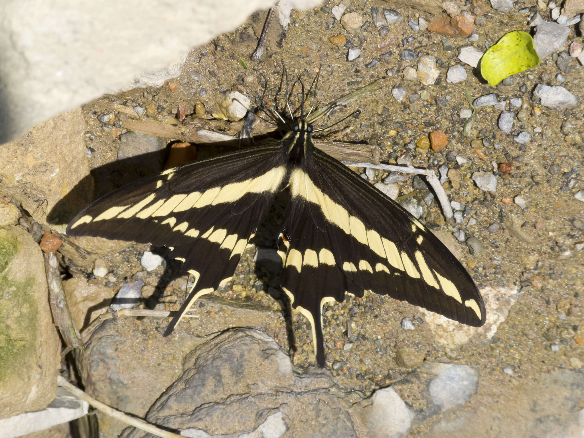 Image of Papilio paeon Boisduval 1836