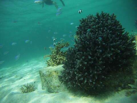 Image of Staghorn corals