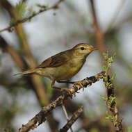 Image of Willow Warbler