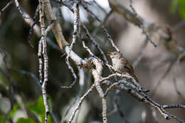 Image of House Wren