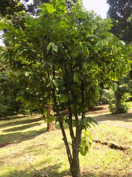 Annickia chlorantha (Oliv.) Setten & Maas的圖片