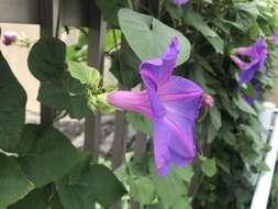 Image of whiteedge morning-glory