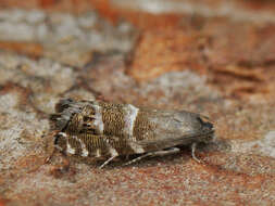 Image of Obscure Silver-Striped Piercer